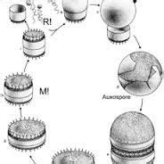 Diatom Life Cycle are sexually reproduced. | Diatom, Life cycles, Pattern