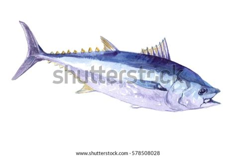 Watercolor Tuna Fish Isolated On White Stock Illustration 578508028