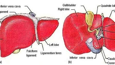 About Liver Functions in the Human Body | Sciencing