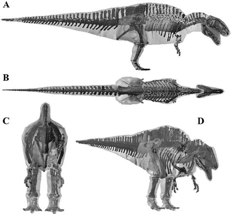 Figure 7. Best estimate reconstruction of Acrocanthosaurus atokensis NCSM 14345 in (A) right ...