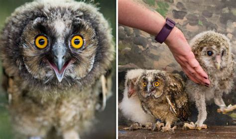 Adorable baby owls make their first public appearance | Nature | News | Express.co.uk