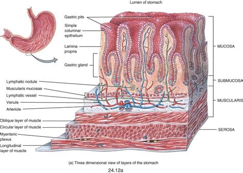 33 best Histology - GI - Layers, Junctions and Miscellaneous images on ...