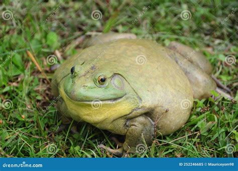 Bullfrog Tadpoles Stock Photography | CartoonDealer.com #156576044