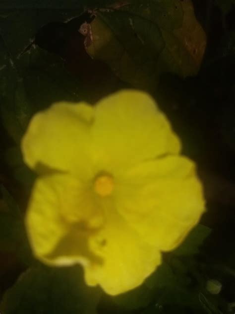 Allamanda Flower, Beautiful Flower, Beautiful Garden, Wallpaper, Flower ...