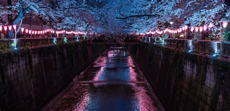 Meguro River | Traveling Japan