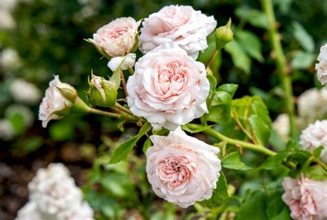 How to Grow and Care for Floribunda Roses