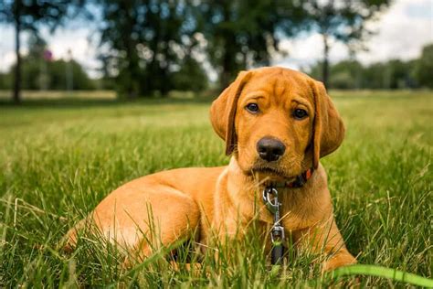 Fox Red Labrador Retriever: dog breed characteristics & care