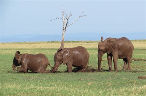 How To Photograph Wildlife On Safari | Africa Safaris | Luxury Trips | Orlando Travel Agent