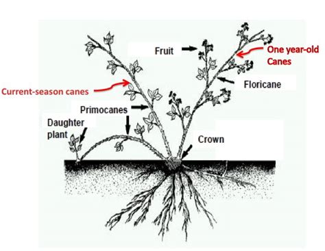 Blackberries Part I | Piedmont Master Gardeners