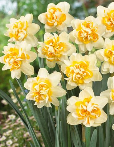 Double Daffodil Collection | Holland Bulb Farms | 82166