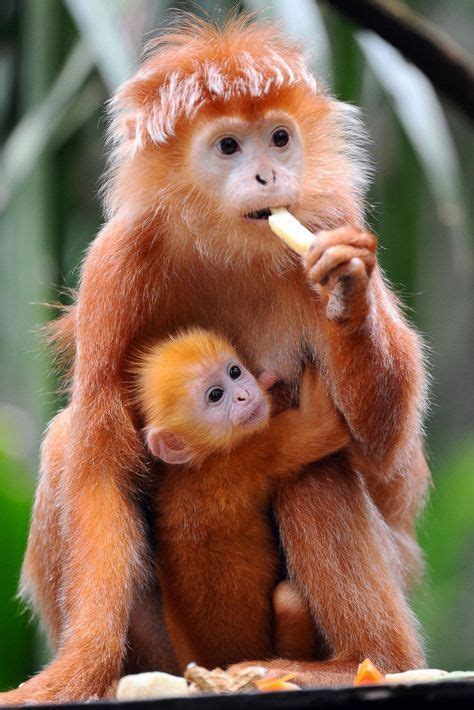 Baby Silver Langur | Wildlife Beauties | Обезьяна, Веселые животные, Самые милые животные