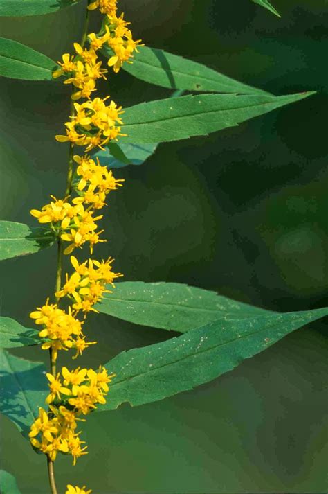 Kentucky Native Plant and Wildlife: Plant of the Week: Blue-stemmed Goldenrod (Solidago caesia)