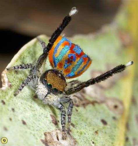 Sciency Thoughts: A new species of Peacock Spider from Western Australia.