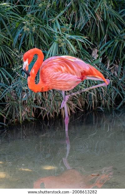 American Alligator Swamp Habitat Florida Usa Stock Photo 2008613282 ...