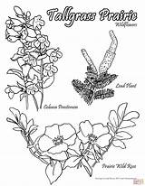 Tallgrass Prairie Wildflowers coloring page  Free Printable Coloring Pages sketch template