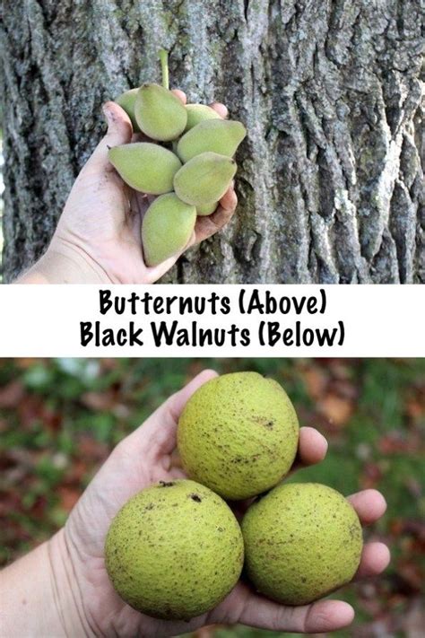 Foraging Butter Nuts (Juglans cinerea): Butternut Tree Identification and Processing | Tree ...