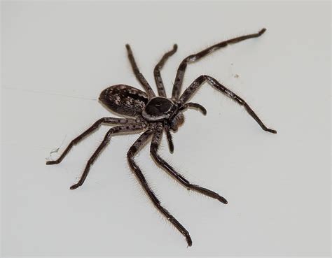 What You Need to Know About Huntsman Spiders | All Bugs