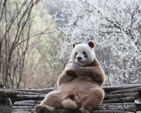 Qizai brown panda:Meet Qizai, World's Only Brown Panda Who Despite ...