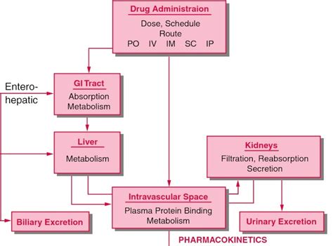 Pharmacokinetics - Assignment