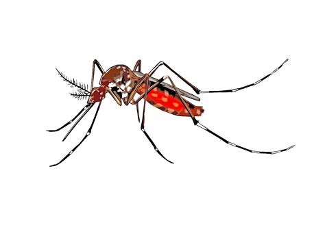 Clipart - cartoon mosquito spreading Aedes aegypti