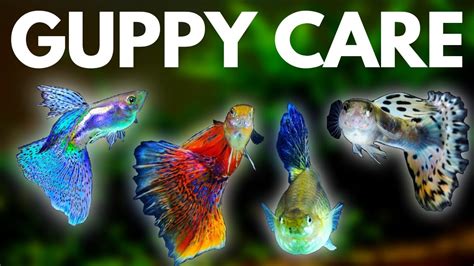 Guppy Fish Care: 10 Things You Should Know About Guppies - YouTube