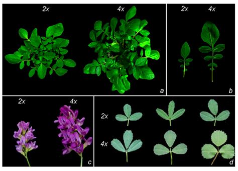 IJMS | Free Full-Text | Molecular Tools for Exploring Polyploid Genomes in Plants | HTML