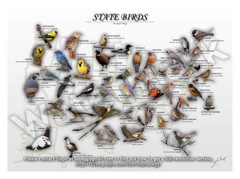 The City Birder: Official State Birds