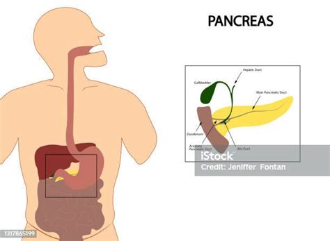 Ilustrasi Anatomi Pankreas Manusia Struktur Pankreas Dan Galbladder ...