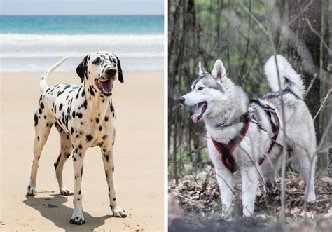 Dalusky: Dalmatian Husky Mix (A Complete Guide) | Puplore