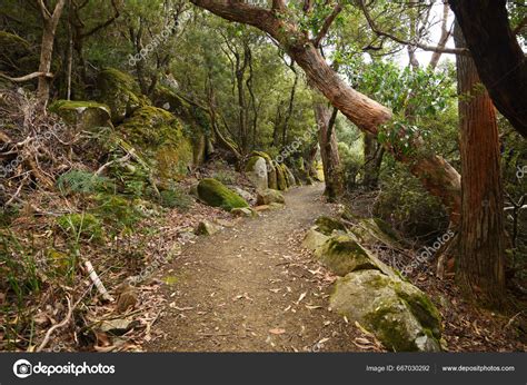 Landscape Portrait Hiking Trails Cape Pillar Apart Three Cape Trek ...