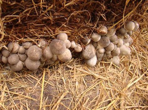 Growing Edible Mushrooms On Straw vs Sawdust | Mushroom Growing