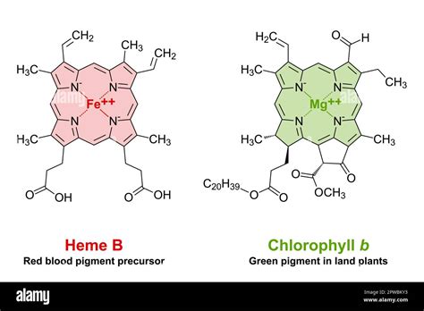 Heme and chlorophyll, similarities in their chemical structure Stock ...