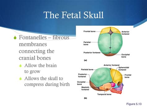 The Skeletal System. - ppt download