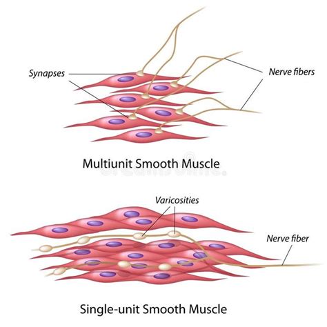 Smooth muscle innervation. Types of Smooth muscle innervation, eps10 ...