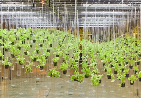 5 Ways to Start Hydroponic Gardening