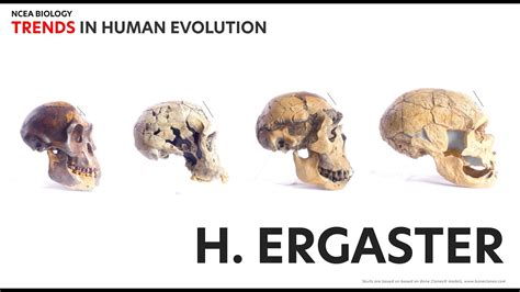 Homo Erectus Skull Vs Homo Sapien Skull