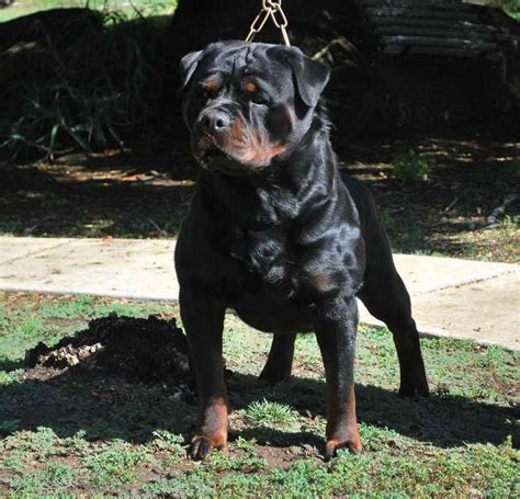 All Black Rottweiler Puppies For Sale | PETSIDI