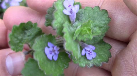 Ground Ivy, wild edible. (Glechoma hederacea) - YouTube