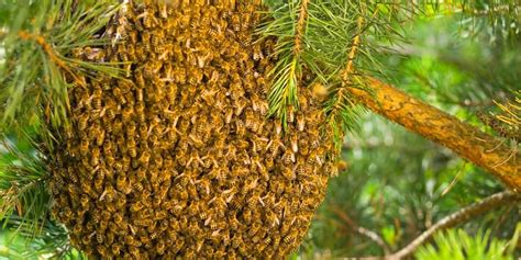 Beekeeper's Guide to Bee Swarm Prevention — Blythewood Bee Company