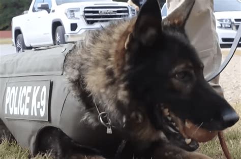 His Bulletproof Vest Saved This Police K9’s Life – I Love GSD