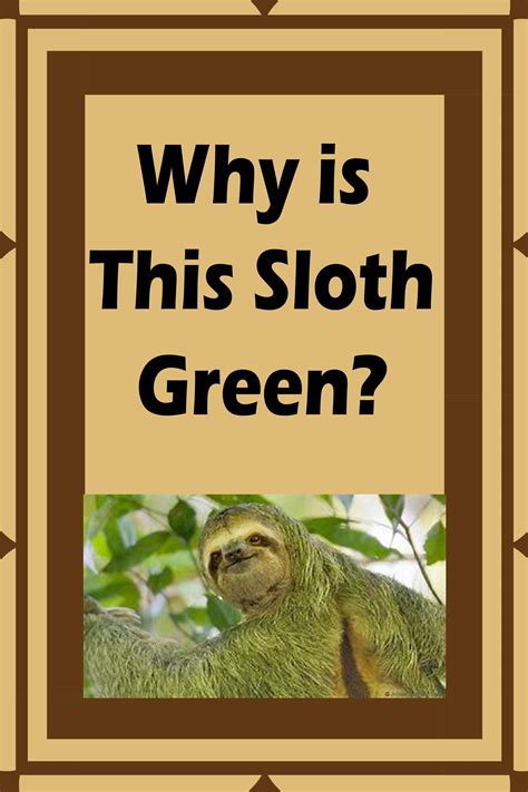 Rainforest Animals Sloth Adaptations | RAINFOREST ANIMAL