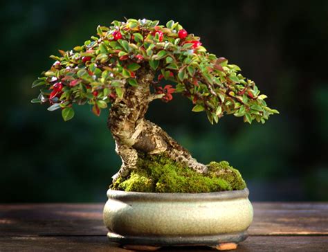 The Art of Bonsai Project - Feature Gallery: Nursery Stock Bonsai