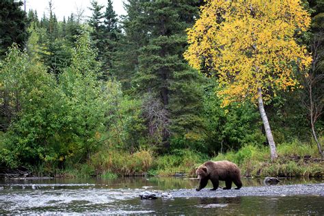 Grizzly bear in the woods : r/bearwithaview