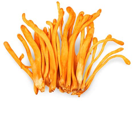 Cordyceps - FreshCap Mushrooms