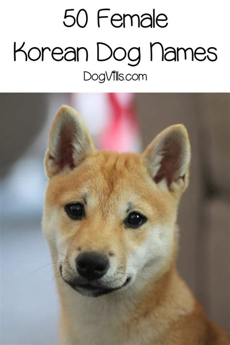 100 Beautiful Korean Dog Names - DogVills