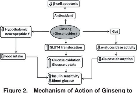 Gliclazide Mechanism Of Action - Glipizide Mechanism Of Action Youtube ...