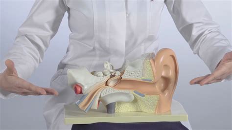 Eardrum : function, anatomy and surgery | Amplifon