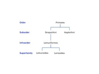 Biological Anthropology/Unit 2: Non-human Primates/Taxonomy of the Living Primates - WikiEducator