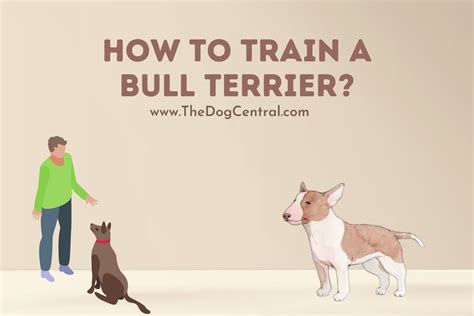 How to Train a Bull Terrier Puppy? | The Dog Central