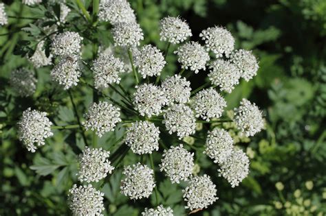 Poisonous hemlock hospitalizes Texas woman in Dallas